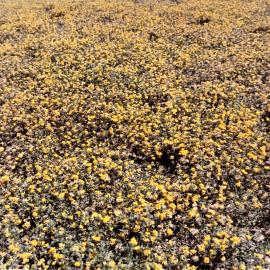 Lotus crop in full flower