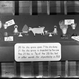 Extent of digestibility in cows