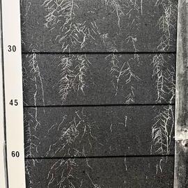 Lotus - Maku root development