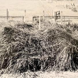 Hemarthria altissima