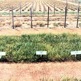 Tall fescues - 1 of 2