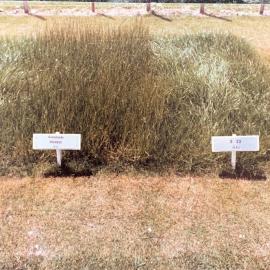 Grasslands Ruanui perennial ryegrass (Lofium perenne L.) - S. 23 UK- comparison