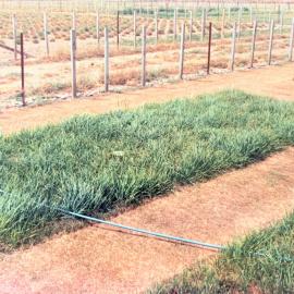 Hybrid ryegrasses