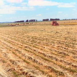 Aorangi harvesting of Grasslands Matua Prairie grass