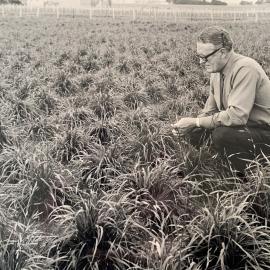Prairie grass - single plants - Aorangi