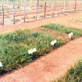 Tall fescues - 2 of 2