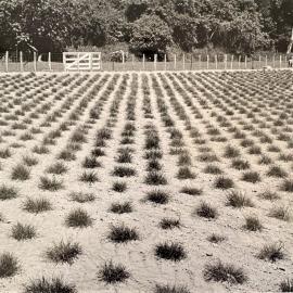 Grasslands plots - 2 of 7