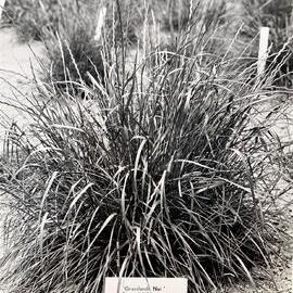 Grasslands Nui - perennial ryegrass