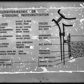 Phylloerythrinaemic or icterogenic photosensitisation