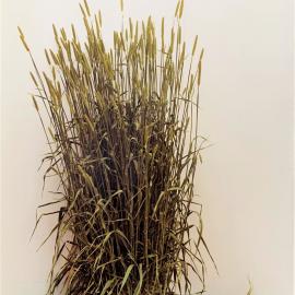 Grasslands Maru phalaris