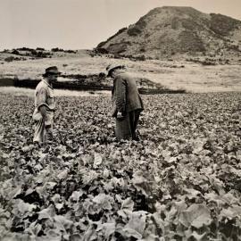 Fodder crop in field
