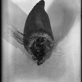 Heifer's horn following removal