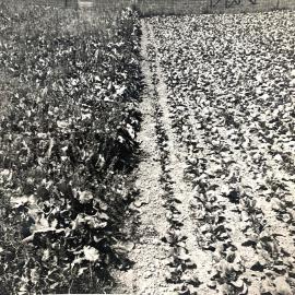 Effect of mature rape plants on first row of turnips