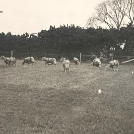 Sheep - rape plant digest trial - 1 of 2