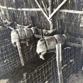 Sheep - rape plant digest trial - 2 of 2