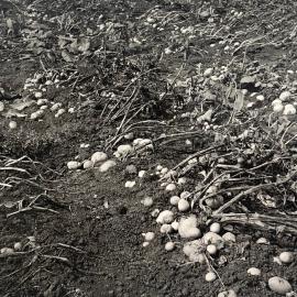 Effect of flood on potato crop - 1 of 2
