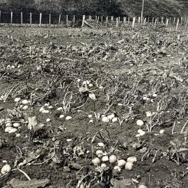 Effect of flood on potato crop - 2 of 2