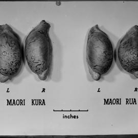 Bull testicles: reverse view