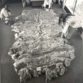 Large fleece from a shorn sheep