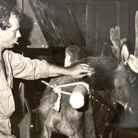 Blood samples from deer at Invermay - 1 of 3