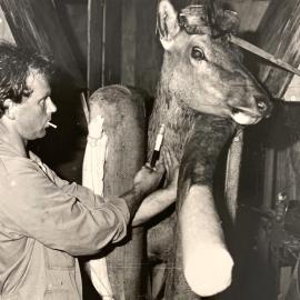 Blood samples from deer at Invermay - 2 of 3