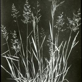Brown top grass: close-up