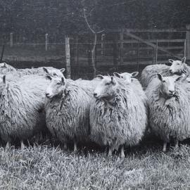 Leicester ewe hogs