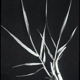 Timothy grass: close-up